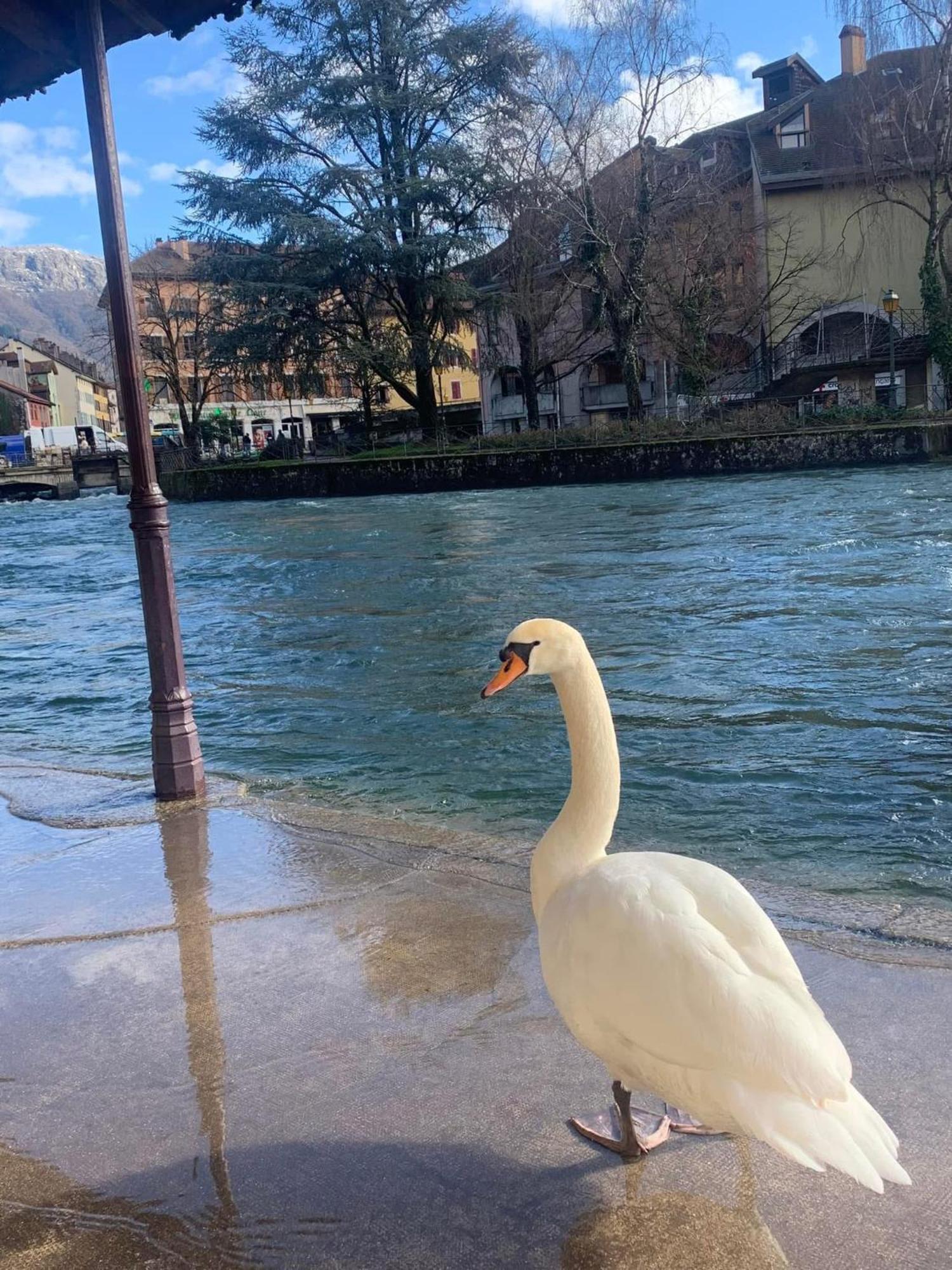 Apartament La Petite Venise Des Alpes, Ultra Centre 1 A 5 Pers Annecy Zewnętrze zdjęcie